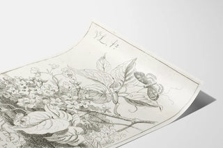 Vintage botanical poster with butterfly and detailed flowers