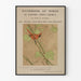 Póster vintage de cardenal – Manual de aves de América del Norte Oriental