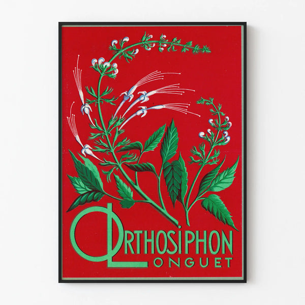 Botanical Poster Orthosiphon Longuet - Vintage Nature Wall Decoration