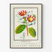 Vintage botanical poster of Strophanthus gratus flower Ouabaïne Arnaud