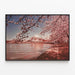 Cherry Blossom Tidal Basin Poster in Washington DC — framed artwork on a wall