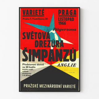 svetova-drezura-simpanzu-anglie