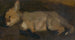 Fox dead - Ludovit Pitthordt — artwork view